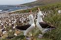 028 Falklandeilanden, Steeple Jason, wenkbrauwalbatrossen